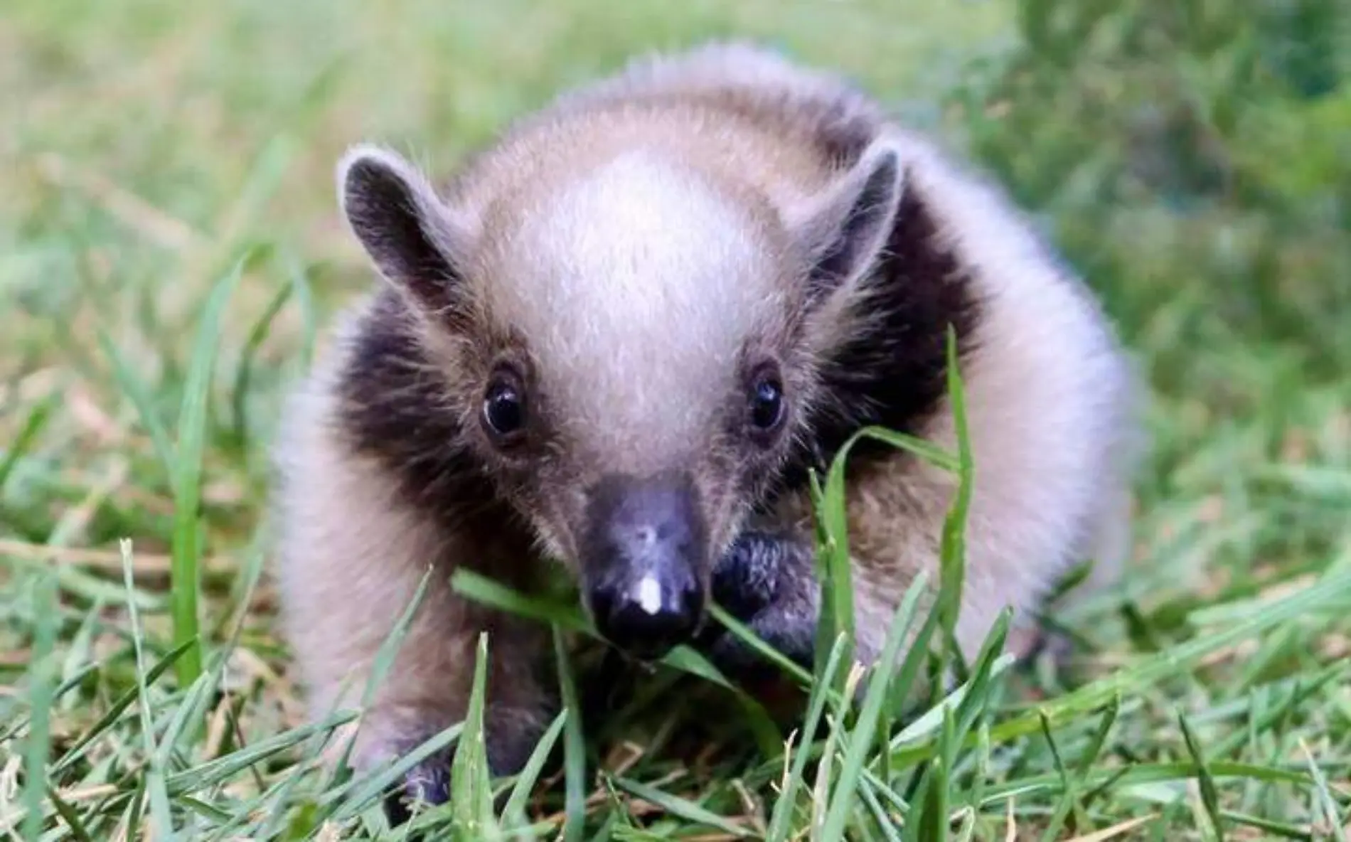 El oso hormiguero es un animal que suele habitar en regiones como la Huasteca Zoológico de Morelia Archivo